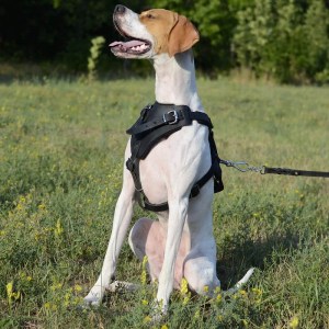 Классическая шлейка из черной кожи для пойнтера «Working Dog»
